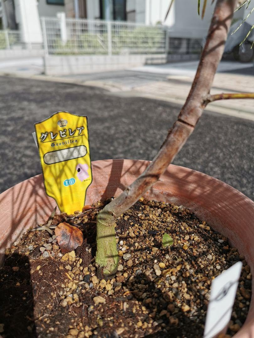 Amazon.co.jp: 超レア グレビレア “ゴールデンレイヤー“ 南半球植物 