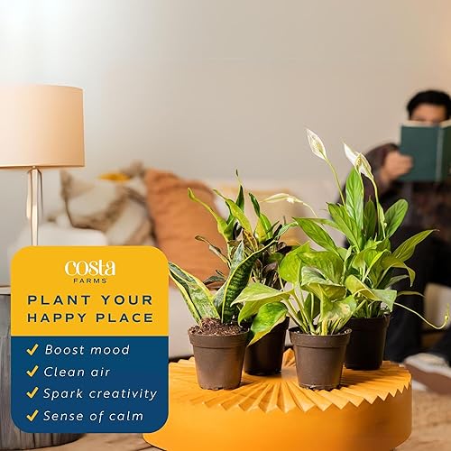 Vista 5 de Costa Farms Clean Air – Colección de plantas de casa de vivo O2 para ti, 4 unidades, incluye lirio de paz, planta de serpiente, palma de salón