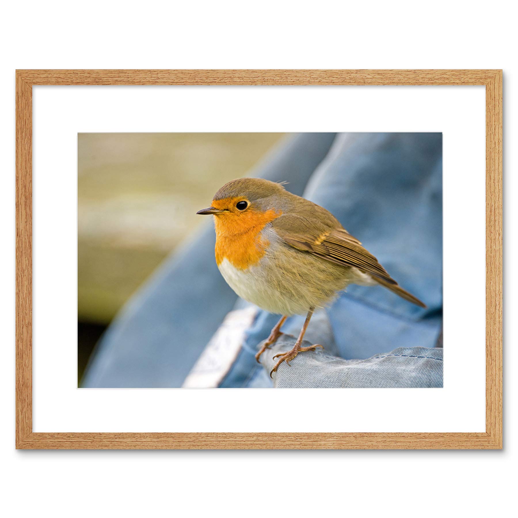 Wee Blue Coo Photo Nature Robin Bird Red Breast Framed Wall Art Print