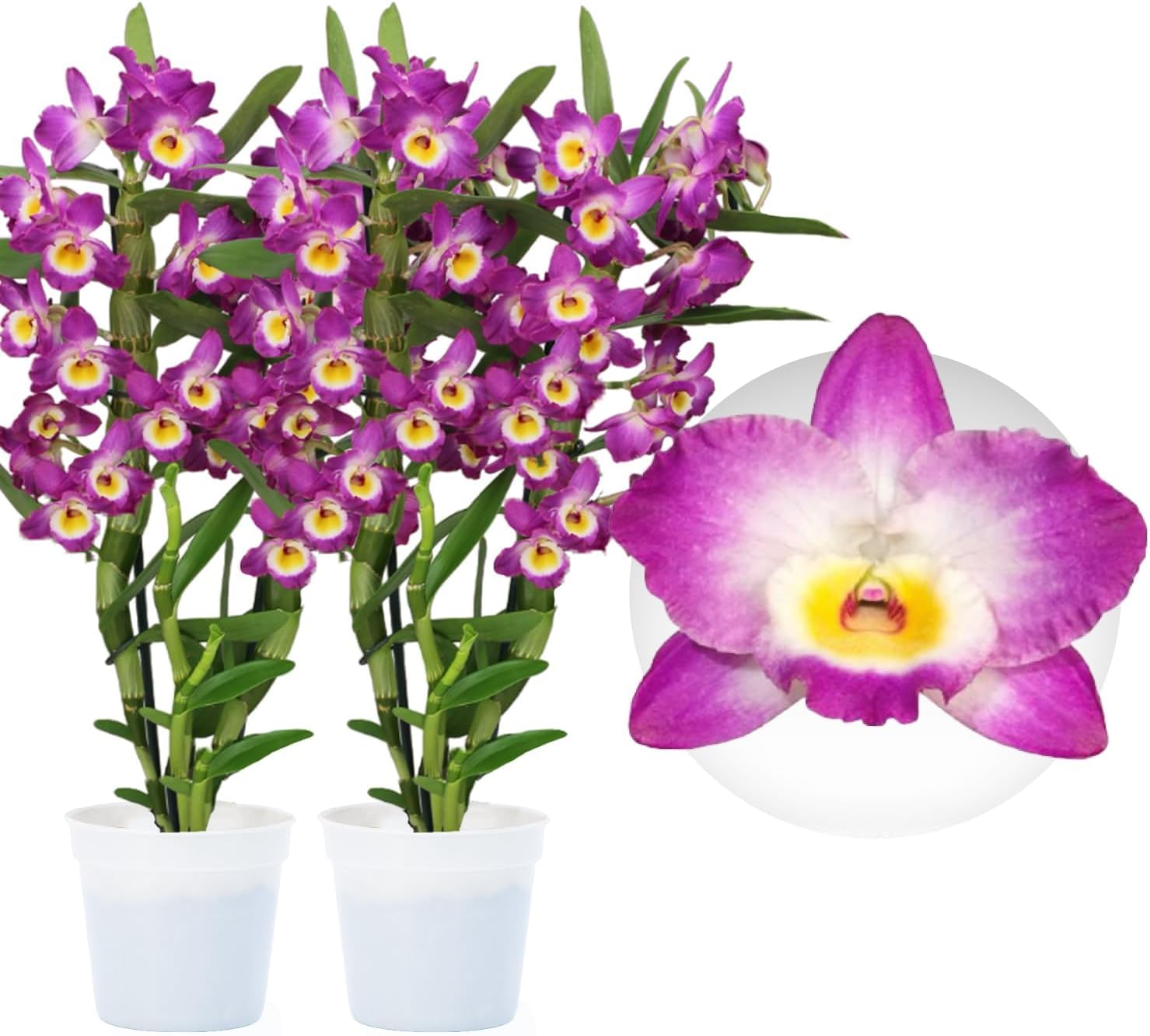 Orchidée Dendrobium Akatsuki Nobile - 2 Plantes Intérieur Naturelles - 30-40 cm - Avec fleurs et légèrement parfumées - Naturelle Plantes de Hollande (pas de graines, non artificielle)