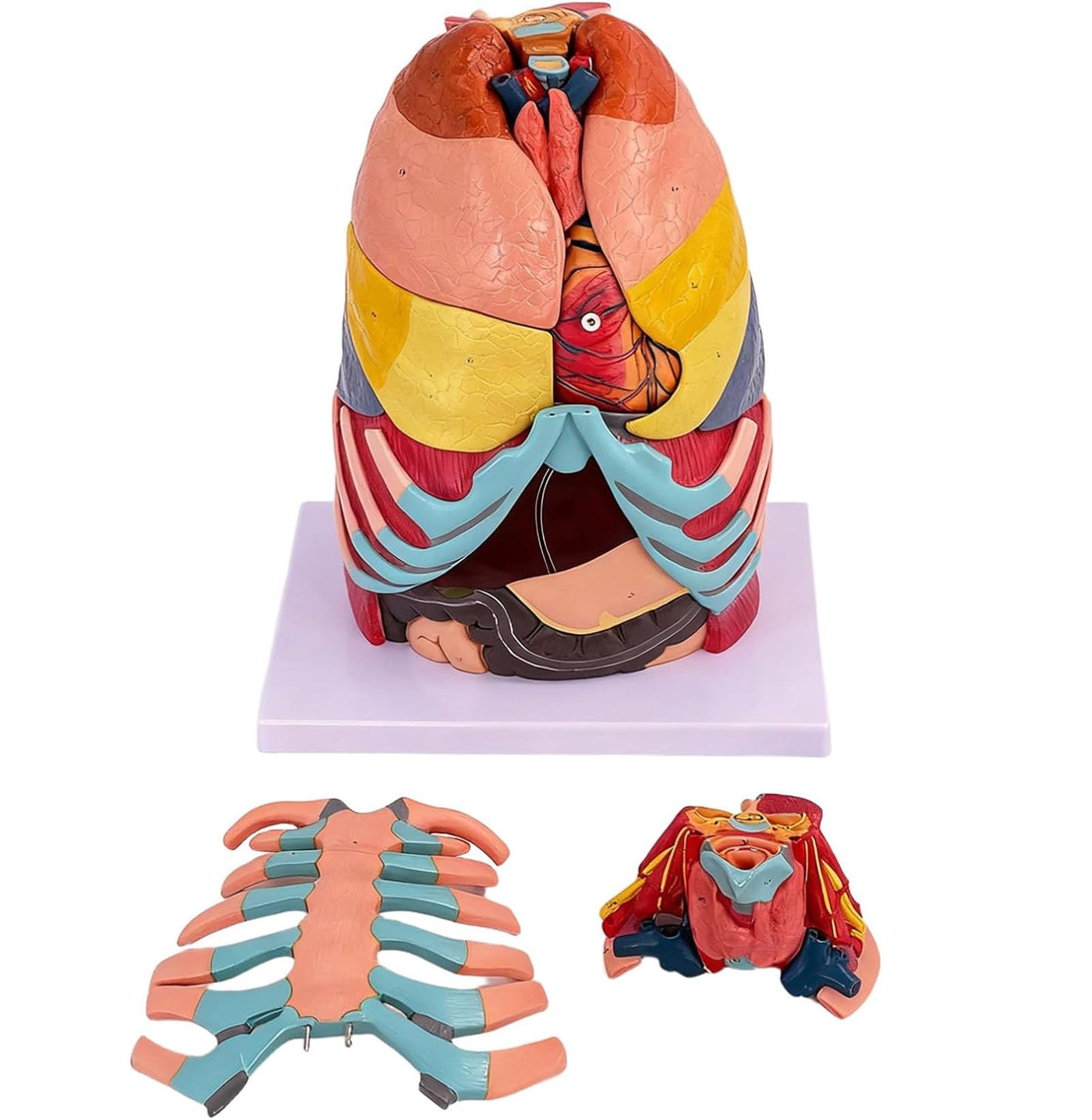 Model wewnętrznych narządów ludzkich - model anatomiczny w rzeczywistej wielkości klatki piersiowej, z odczepianym sercem, wątrobą i płucami, materiał PVC - do nauki lub nauczania