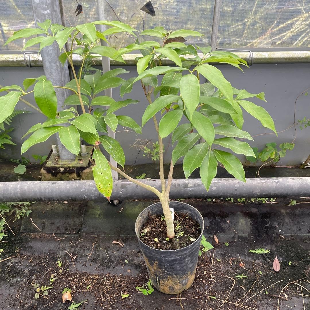 ライチ苗 品種 ホンフェイ 取木 6号サイズ - 果菜安い