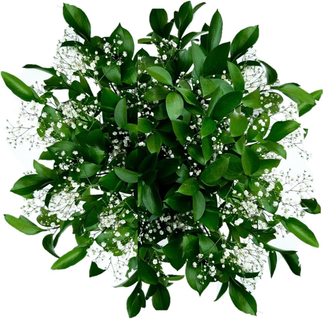 GlobalRose 60 Stems Fresh Fillers -30 Stems of Baby's Breath and 30 Stems of Ruscus- Fresh Flower Delivery for Baby Shower