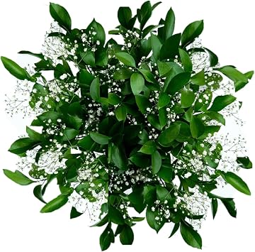 GlobalRose 60 Stems Fresh Fillers -30 Stems of Babys Breath and 30 Stems of Ruscus- Fresh Flower Delivery for Baby Shower