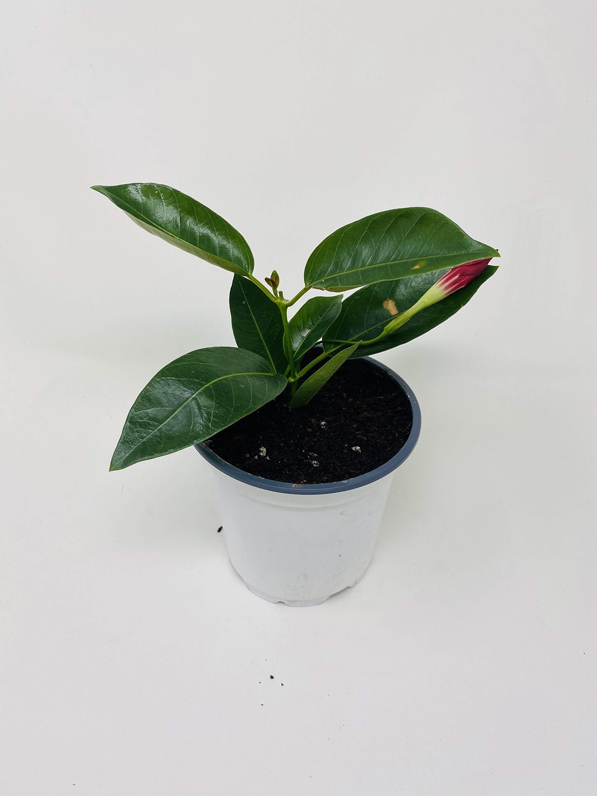 Red Brazilian Jasmine Plant 4" Pot - Indoors/Out - Mandevilla