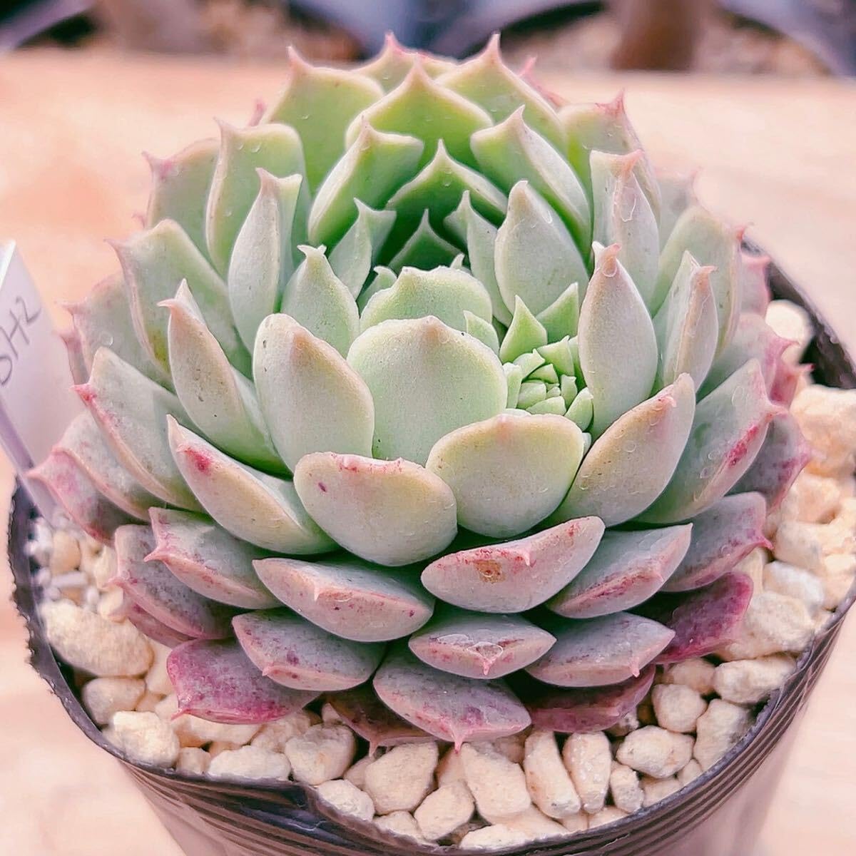 Amazon.co.jp: A！！多肉植物 厳選 シャーロットローズ sh2 韓国