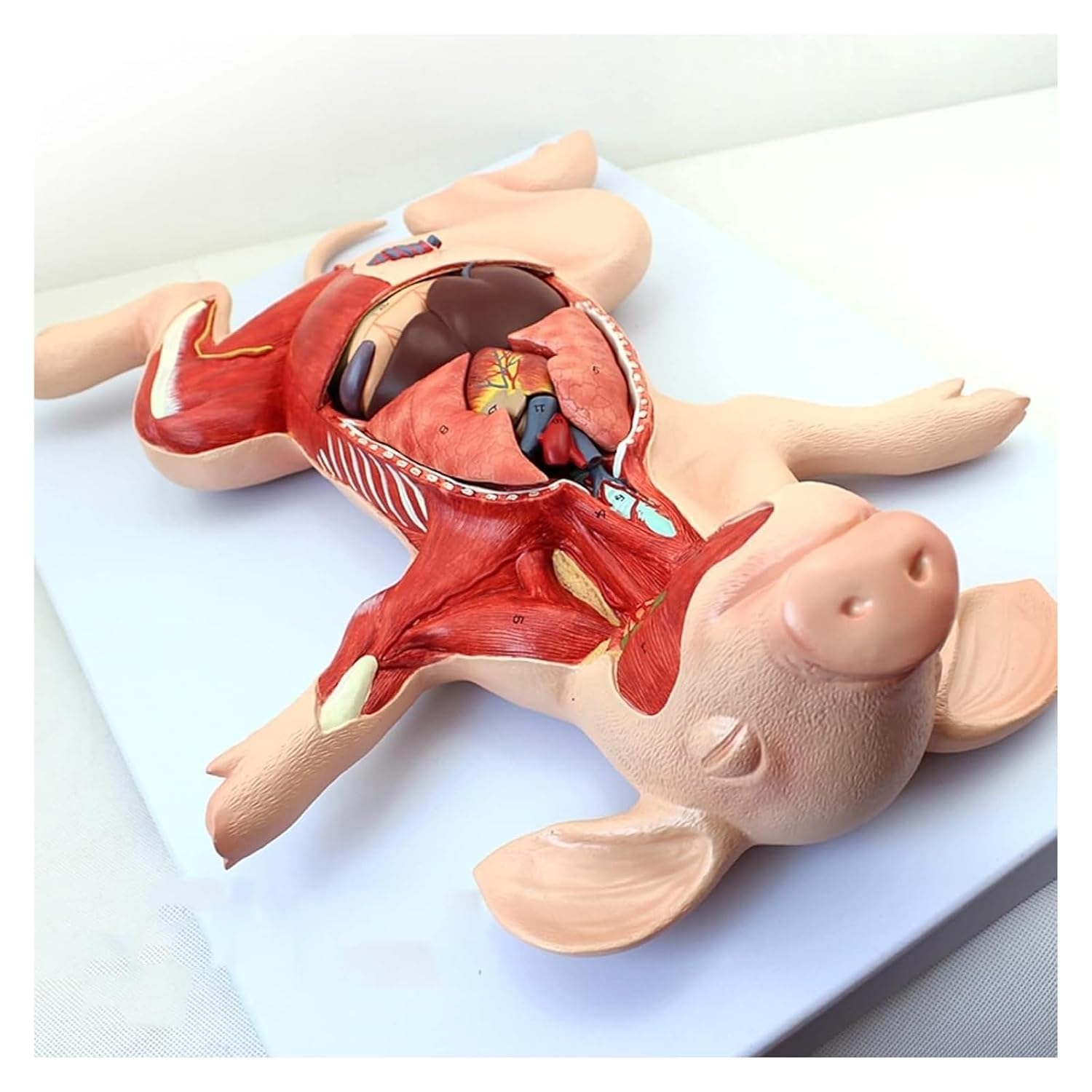 Pig Anatomy Model, Animal Embryonic Organs, Visceral Muscles and Nerves, 10 Parts for Veterinary Learning