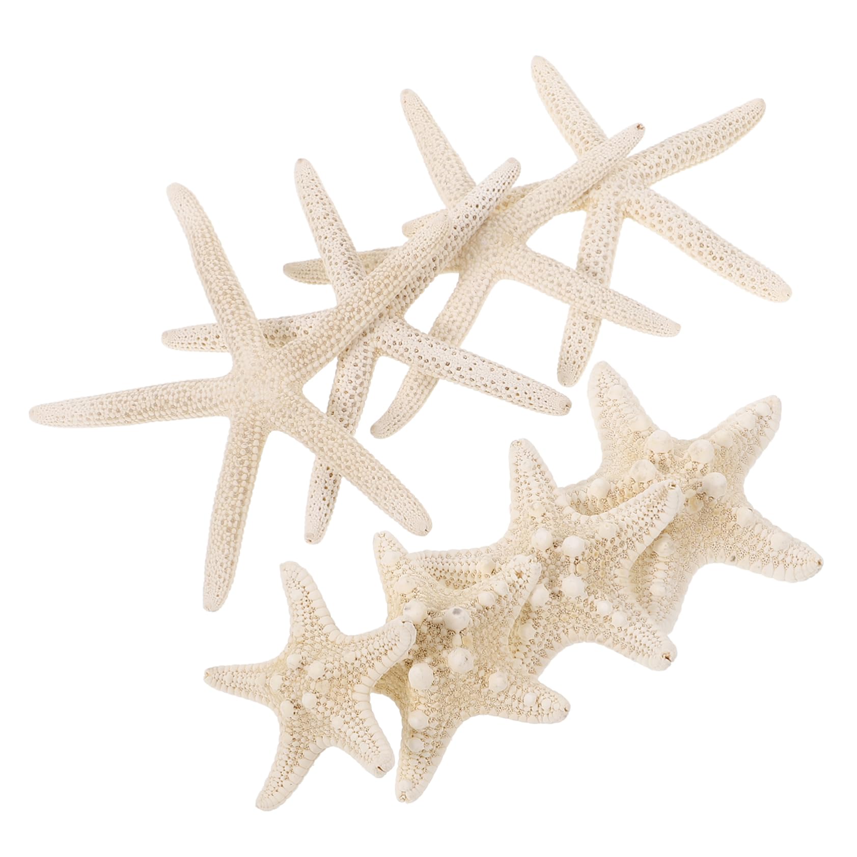 NUOBESTY 40 Piezas Botella de de Estrella de mar Concha Marina pequeña Concha de Vieira Decoración Acuario Manualidades Marinas decoración Decorativa de Estrellas de mar
