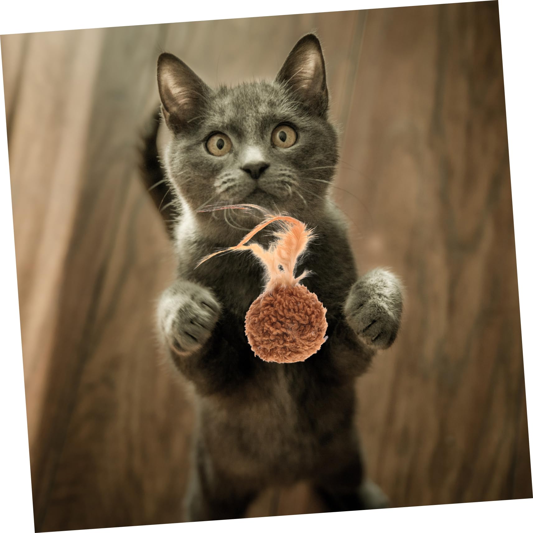 minkissy 45stücke Katzenspielzeug Teilig Mit Plüschbällen Und Federn Farbenfrohe Weiche Katzenbälle Mit Glocken Für Neugierige Kätzchen Und Aktives Spielen Haustieraccessoire Für