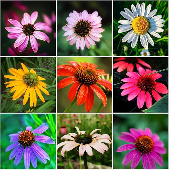 200 Stück sonnenhut pflanze samen winterhart mehrjährig Seltene