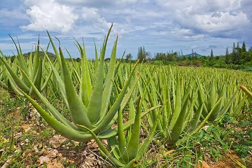 Planta de interior grande de aloe vera de 6 a 8 pulgadas de alto