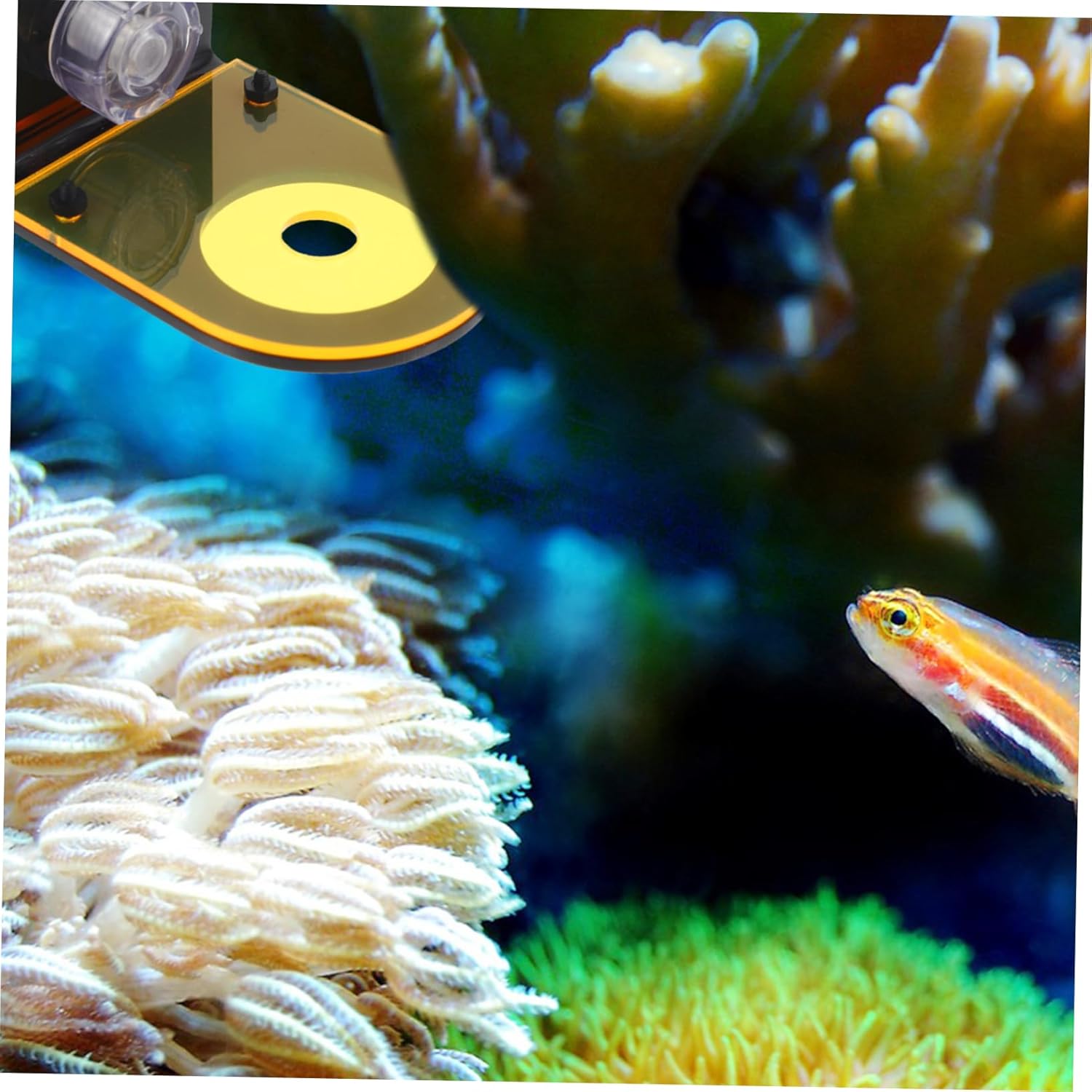 8pcs Decorative Aquarium Coral Rack Holder Sturdy Acrylic Frags Holder for Aquarium