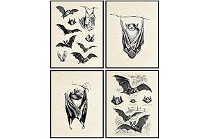 Deck Out Your Den with Batty Shelves