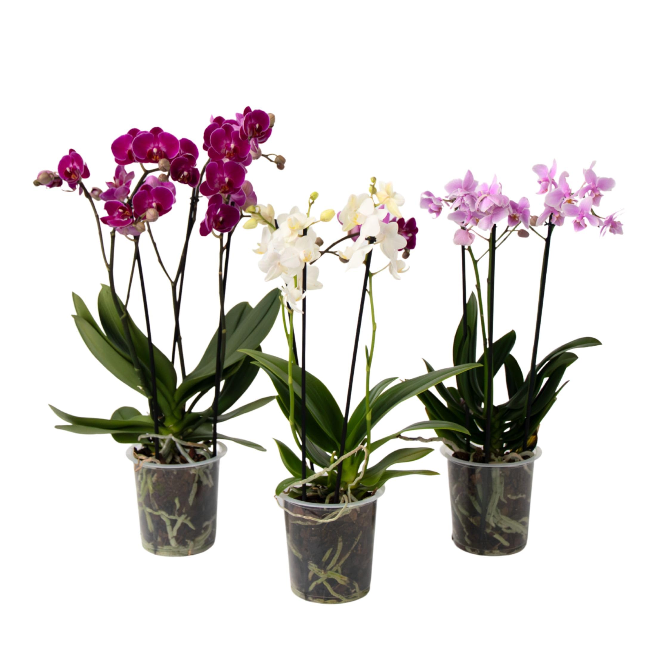 Plant in a Box - Orchidée Phalaenopsis - Lot de 3 - Phalaenopsis Multiflora - Hauteur 35-45cm - Pot 12cm - Plante d’intérieur fleurie - Compatible avec les chats