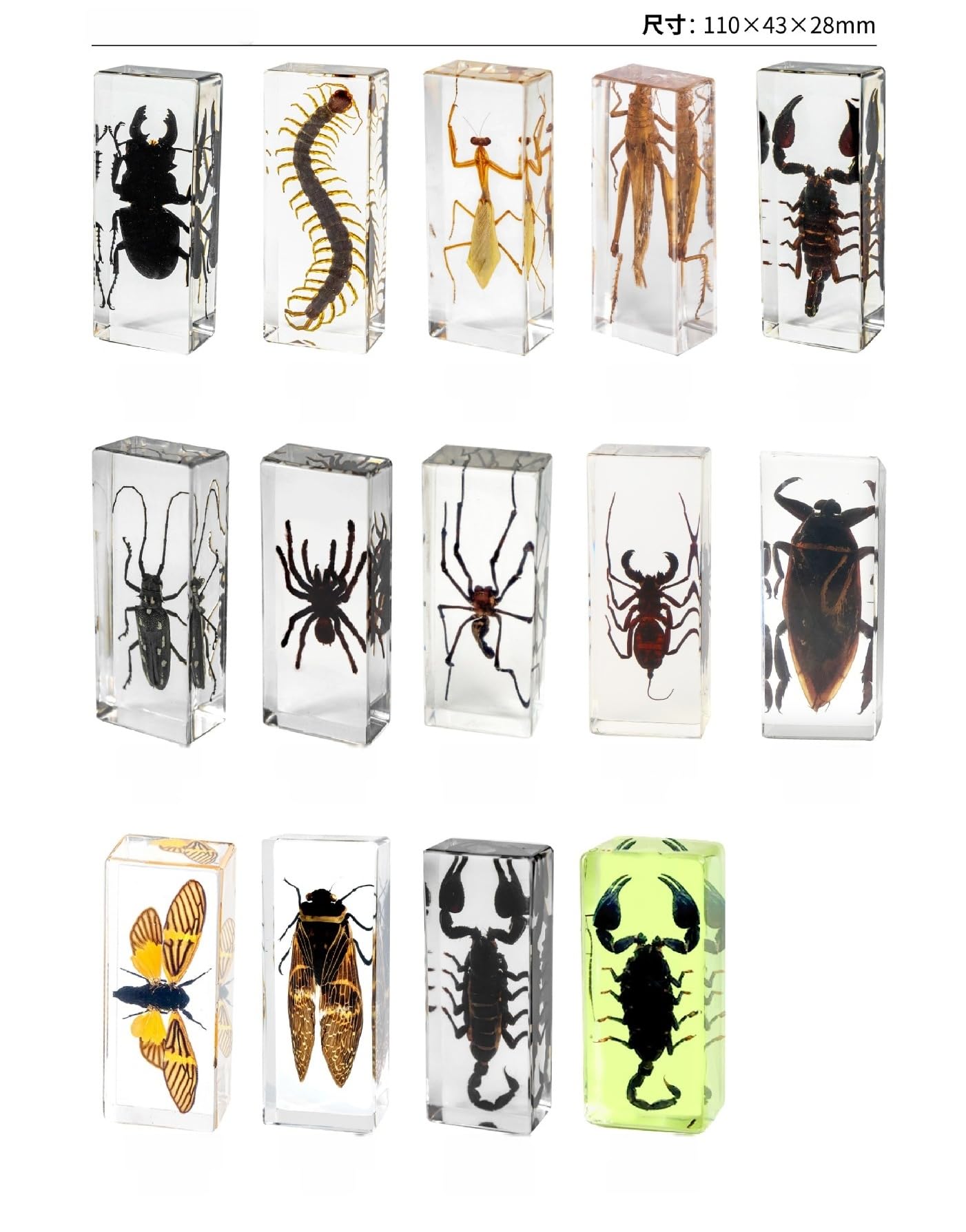 Spécimens Araignée avec Résine Transparente, Véritable Spécimens de Collection D'insectes pour ÉDucatif Scientifique Exposition, décoration de salle de classe et bureau (Araignée mangeuse d'oiseaux)
