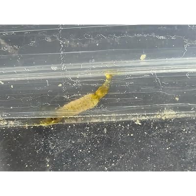ubuy Nigeria