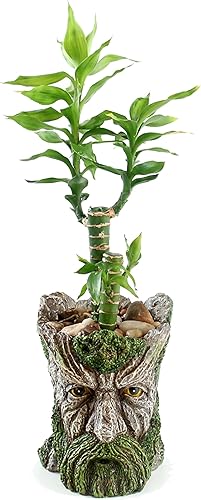 Miniatura 10 de Youfui Divertida maceta con agujero de drenaje, maceta de resina, soporte para lápices, almacenamiento de escritorio (árbol divertido B)