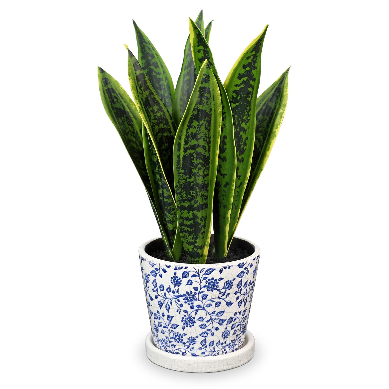 philodendron mican Philodendron micans- Velvet Philodendron Hanging Basket