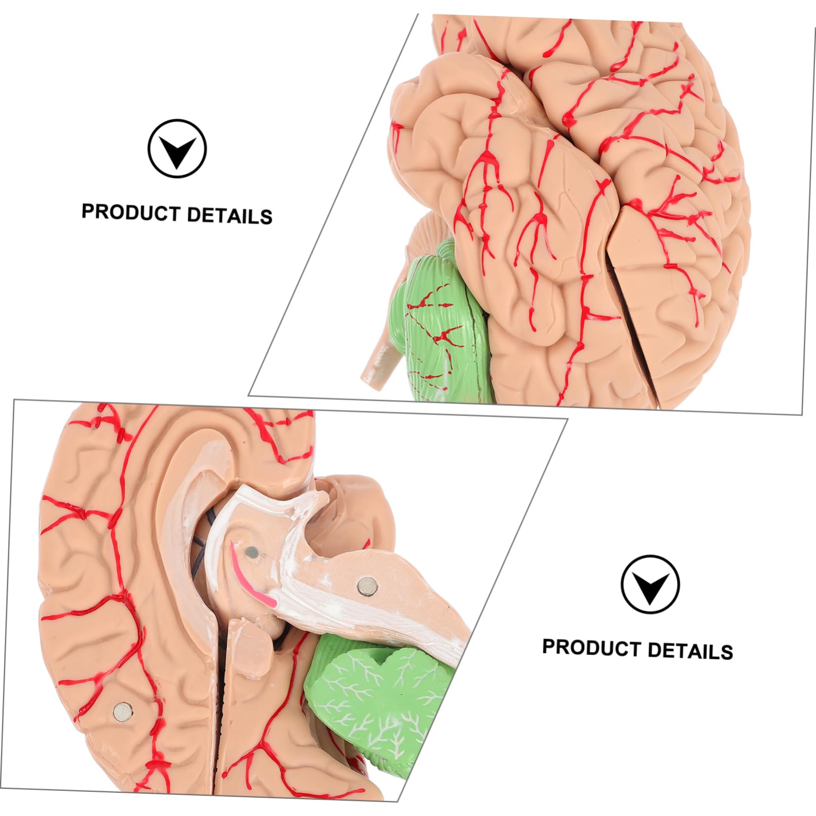 MAGICLULU Modelo Cerebral Anatómico Para Enseñanza Soporte Para Modelo De Cerebro Humano Diseño Para Uso Médico y Exhibición Aulas