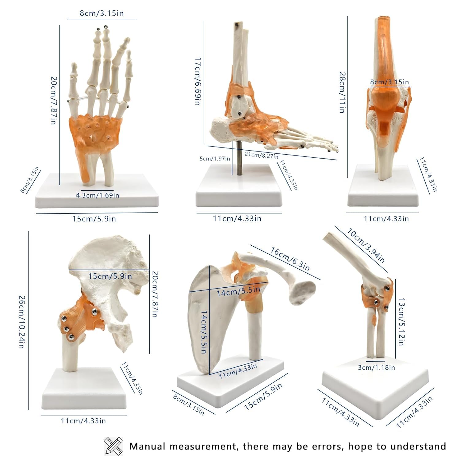 Modello articolare del Corpo Umano con Sei articolazioni Principali 6 Pezzi/Set Modelli anatomici Spalla Umana Gomito Anca Ginocchio Mano Piede Modelli di Ossa articolari Modello anatomico