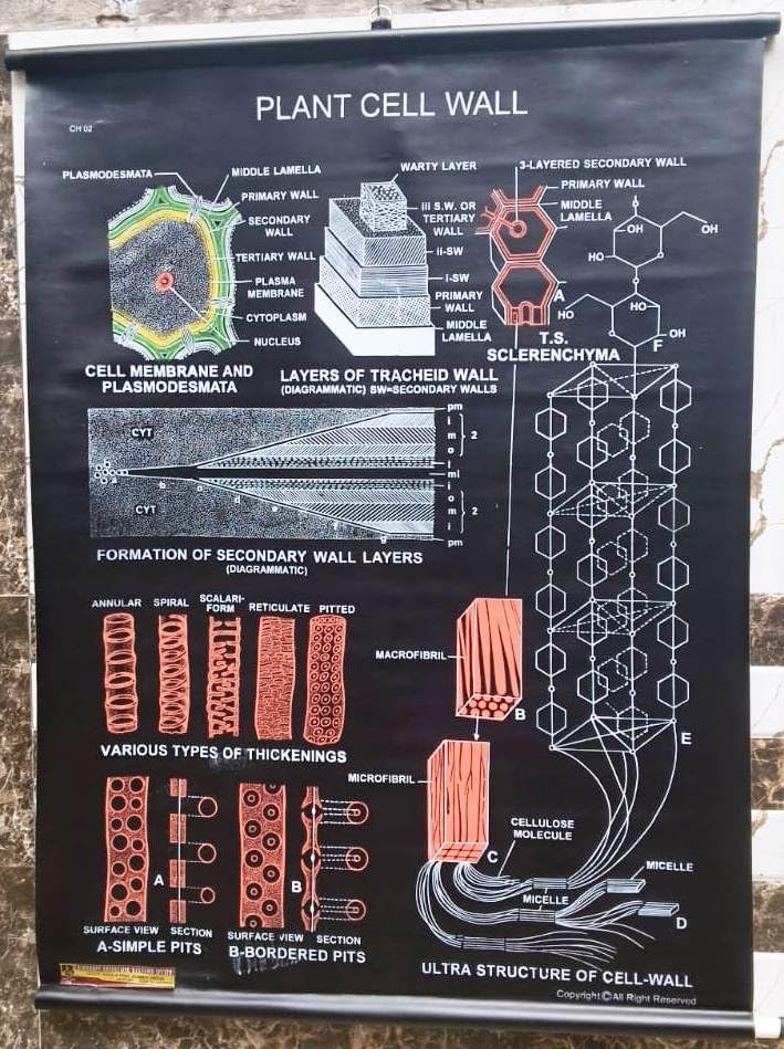 Biocrafts Rexine Biology Chart — Plant Cell Wall | 70x100 cm | School Wall Chart-image-43