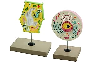 Plant Cell Model Kit 3D Project: Beginner's Guide to Plant Biology