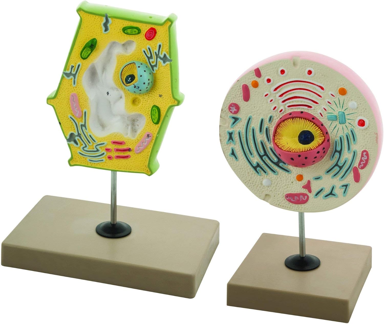 EISCO Plant vs. Animal Cell Model Set, 6" Display w/Detailed Callouts, Ideal for Biology Study & Comparison, Durable Build