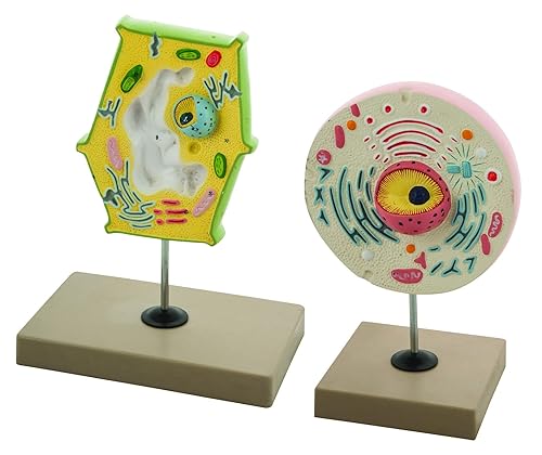 EISCO Plant vs. Animal Cell Model Set, 6" Display w/Detailed
