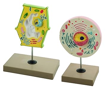 Eisco Labs Model Plant and Animal Cell Comparison
