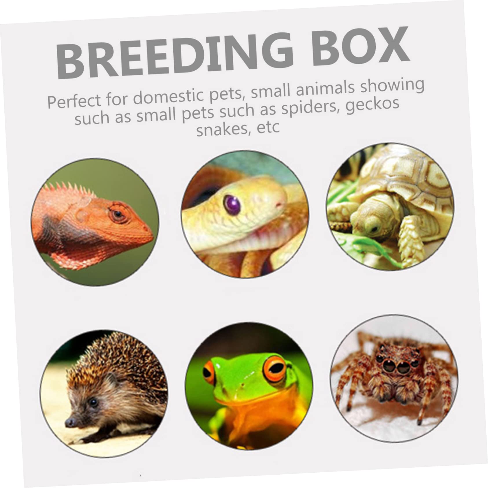 Recinto Incubadora Comedero para Reptiles Adecuado para Tarántulas Serpientes