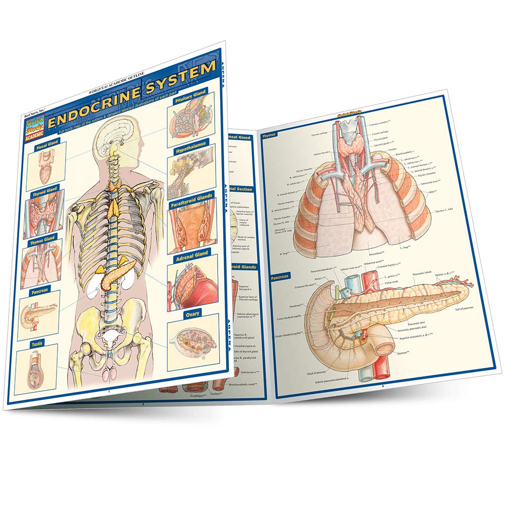 Endocrine System: QuickStudy Laminated Anatomy Reference Guide