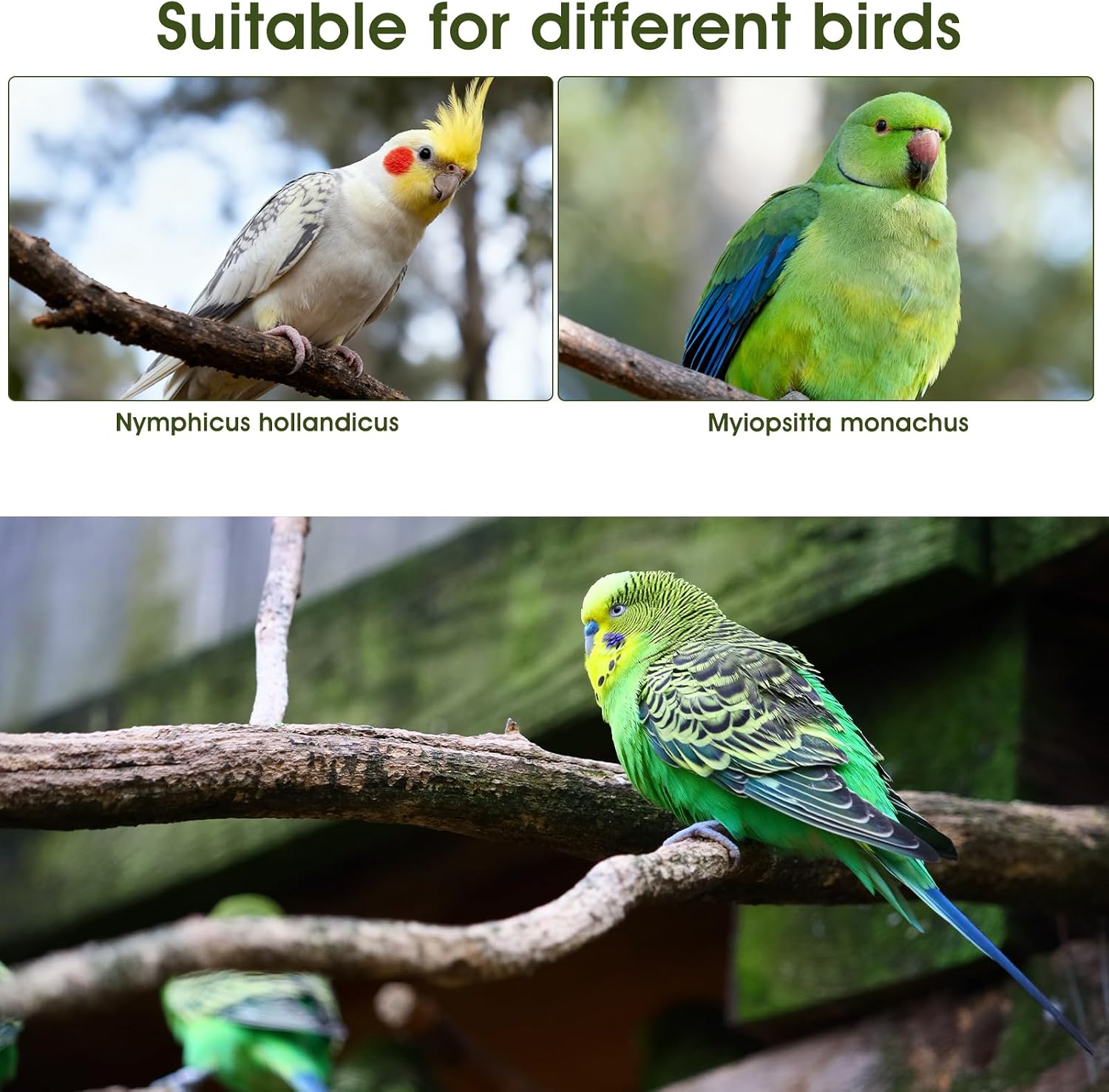 4 Pcs Bird Diaper, Cute Pet Bird Diaper Parrot Nappy
