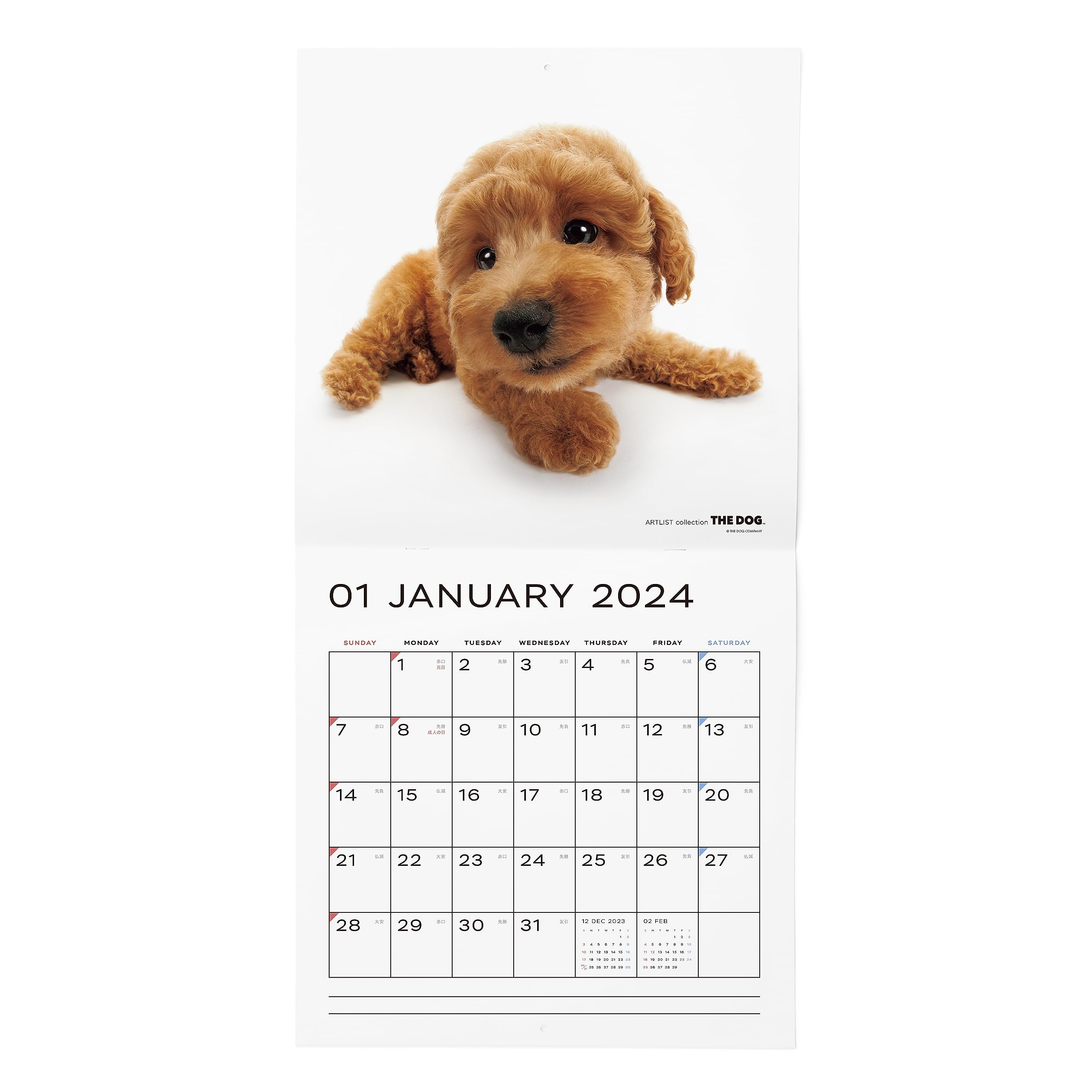 Amazon.com: [ArtlistCollectionTHE DOG] Wall Calendar ≪Poodle≫ 2024 : Office  Products