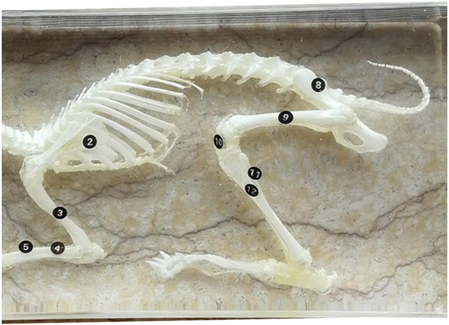 Scheletro Tartaruga In Resina - Campione Educativo Per Collezionisti E Scienza - Foto 6