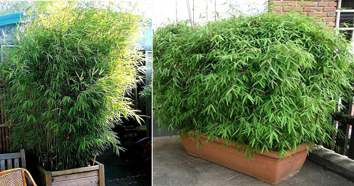 Golden Hills Farm Bamboo Ornamental Plants Seeds -100 Seeds (B093QGSVJV) Amazon Price History, Amazon Price Tracker