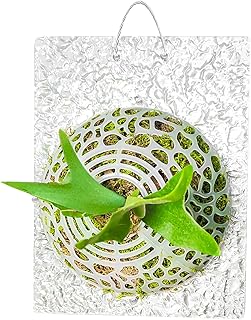 Fern Plant Wall Planters,Deer Horn Fern Planting Covered with Acrylic Ha...