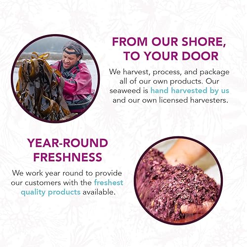 Miniatura 5 de Alga de mar dulce cruda USDA orgánica y kosher cosechada a mano del océano Atlántico de Maine, Coast Vegan Sea Vegetables VitaminSea
