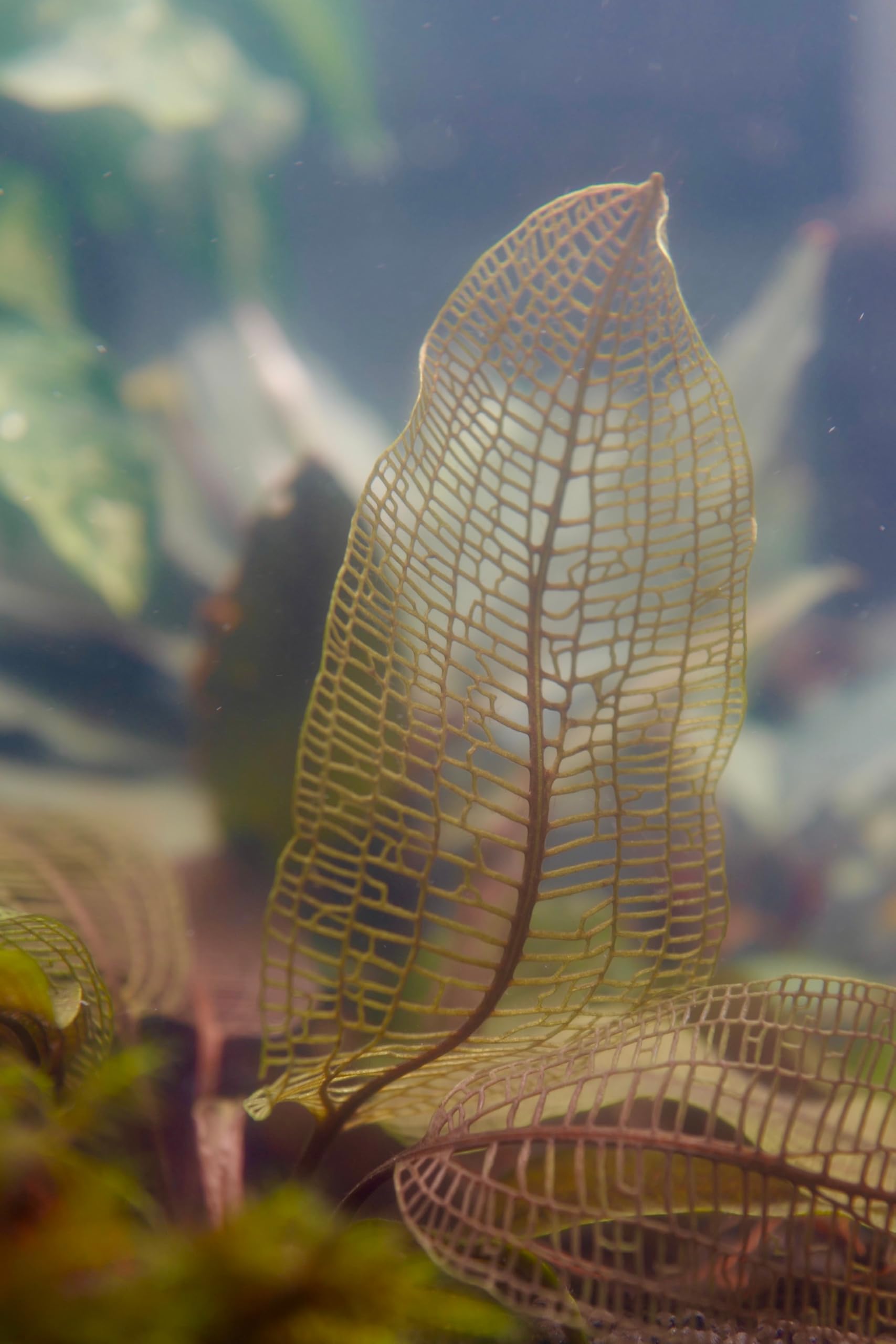 Lincolnshire Pond Plants Ltd Aponogeton Madagascarensis Lace Leaf Plant Bulb - Tropical Aquarium Plants - Oxygenating Plant Aquarium, Fish Tank, Live Plants for aquascaping, Tropical Aquatic Plants.