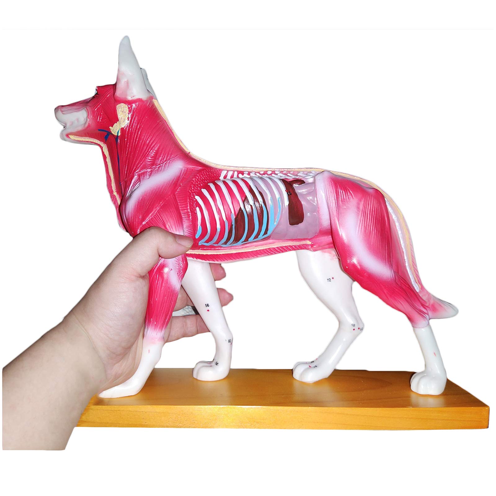 Sjdopulse A Nimal Canine Dog Cupuncture Model - Medical Educational Supply Canine Body Cupuncture Model - Biology Natomy Medical Teaching Model For Veterinarian's Reference (A)