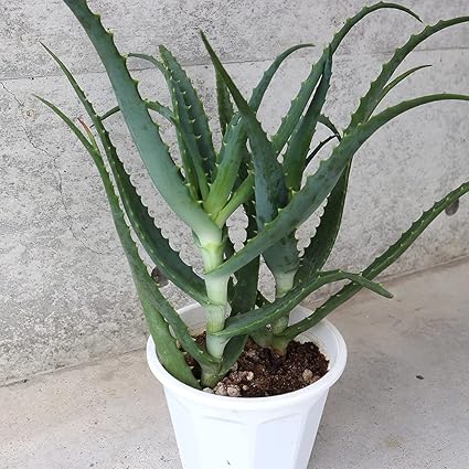 Amazon Co Jp アロエ キダチアロエ 5号鉢 1個売り 品種で選べるハーブ苗 5号鉢 学名 Aloe Arborescens ススキノキ科 アロエ属 別名 医者いらず 原産地 アフリカ南部から地中海沿岸 マダガスカル 木の幹から枝が伸びているかのように茎から葉が広がっていること
