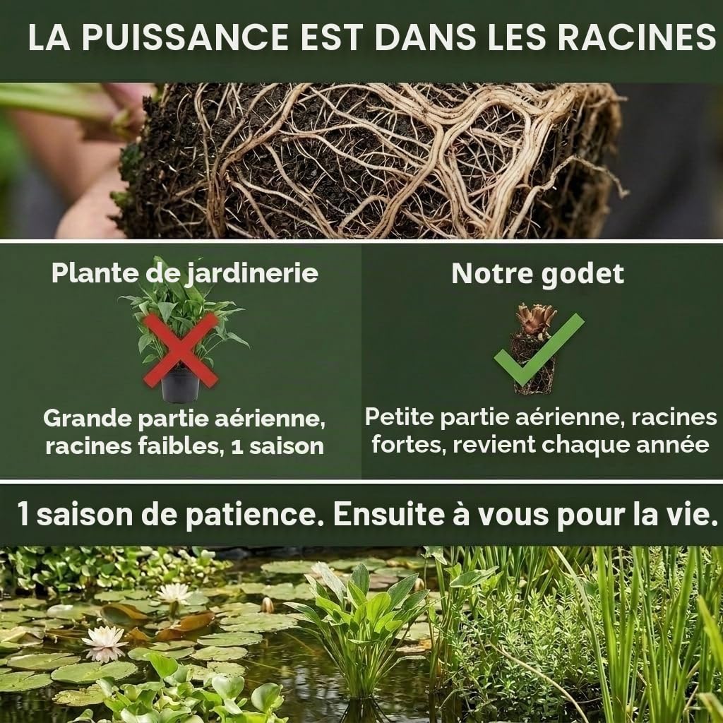 vdvelde․com - Mini bassin rouge, nénuphar nain et 4 plantes aquatiques | Kit complet avec panier, substrat et engrais, floraison mai à septembre, immersion 10 à 20 cm