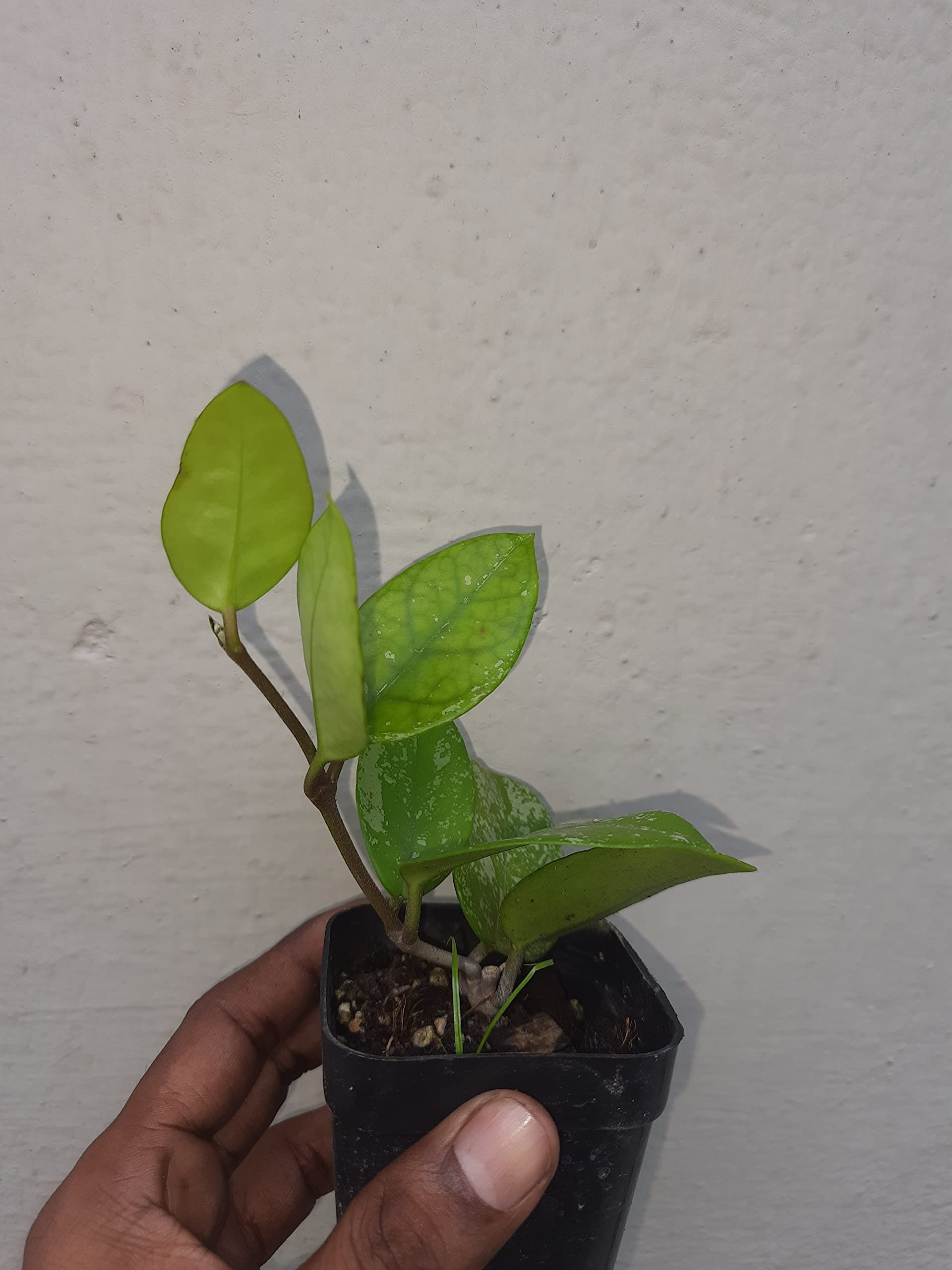 Hoya Freckles Splash greEen Earth Hoya Freckles Splash Small Well Rooted Plant (B0BGJLMVMB) Amazon Price History, Amazon Price Tracker