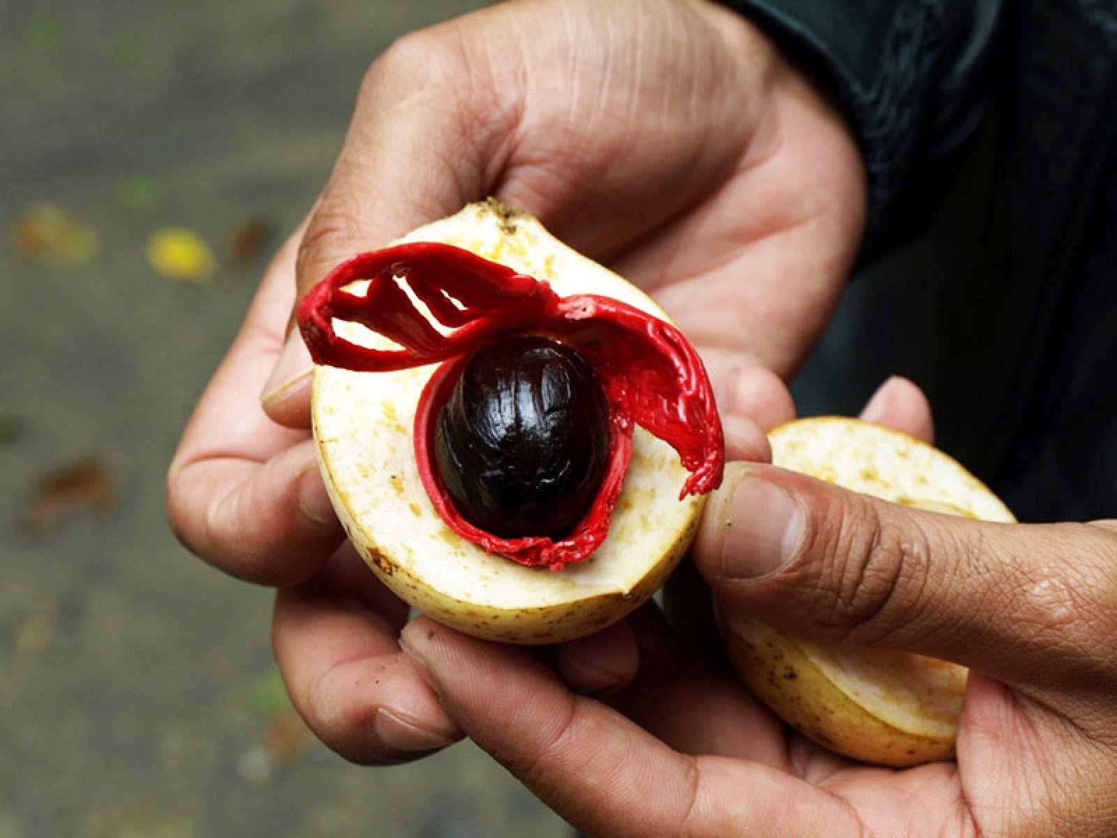 Creative Farmer Seeds For Sprouting Myristica Fragrans - Nutmeg Seeds Seeds For Planting Seeds Kitchen Garden Seeds Pack (B078R1GCRV) Amazon Price History, Amazon Price Tracker
