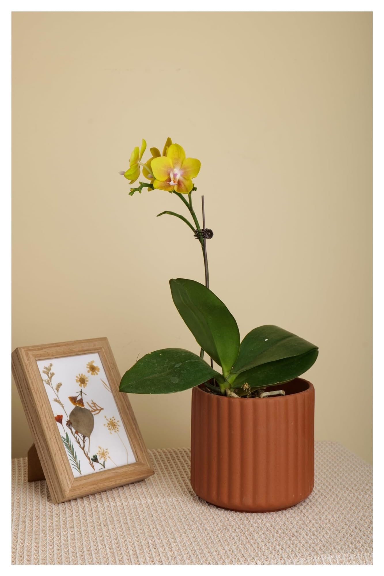 Vasi per piante da interno Vaso for piante in ceramica Fioriera moderna a coste for fiori rotondo for interni ed esterni Decorazioni per veranda e spazi esterni