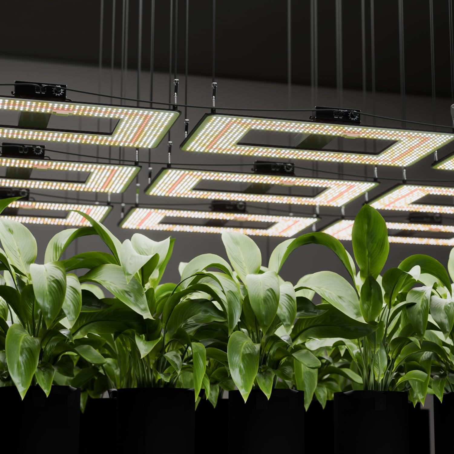 Turbo2000 LED Grow Lampe LM301H EVO Dioden 240W Vollspektrum Pflanzenlampe Dimmbar mit Timer für Zimmerpflanzen Blumen Gemüse Growzelt 150x90cm, 120x60cm