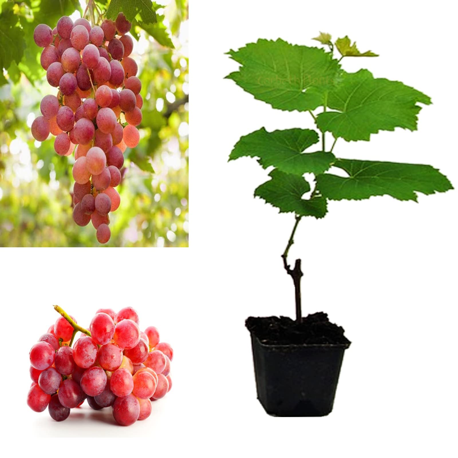 Grape Plant 'Queen of Esther' Vitis Plants in a 9cm Pot - Grape Vine for Planting in The Garden in The UK (Regular Packaging)