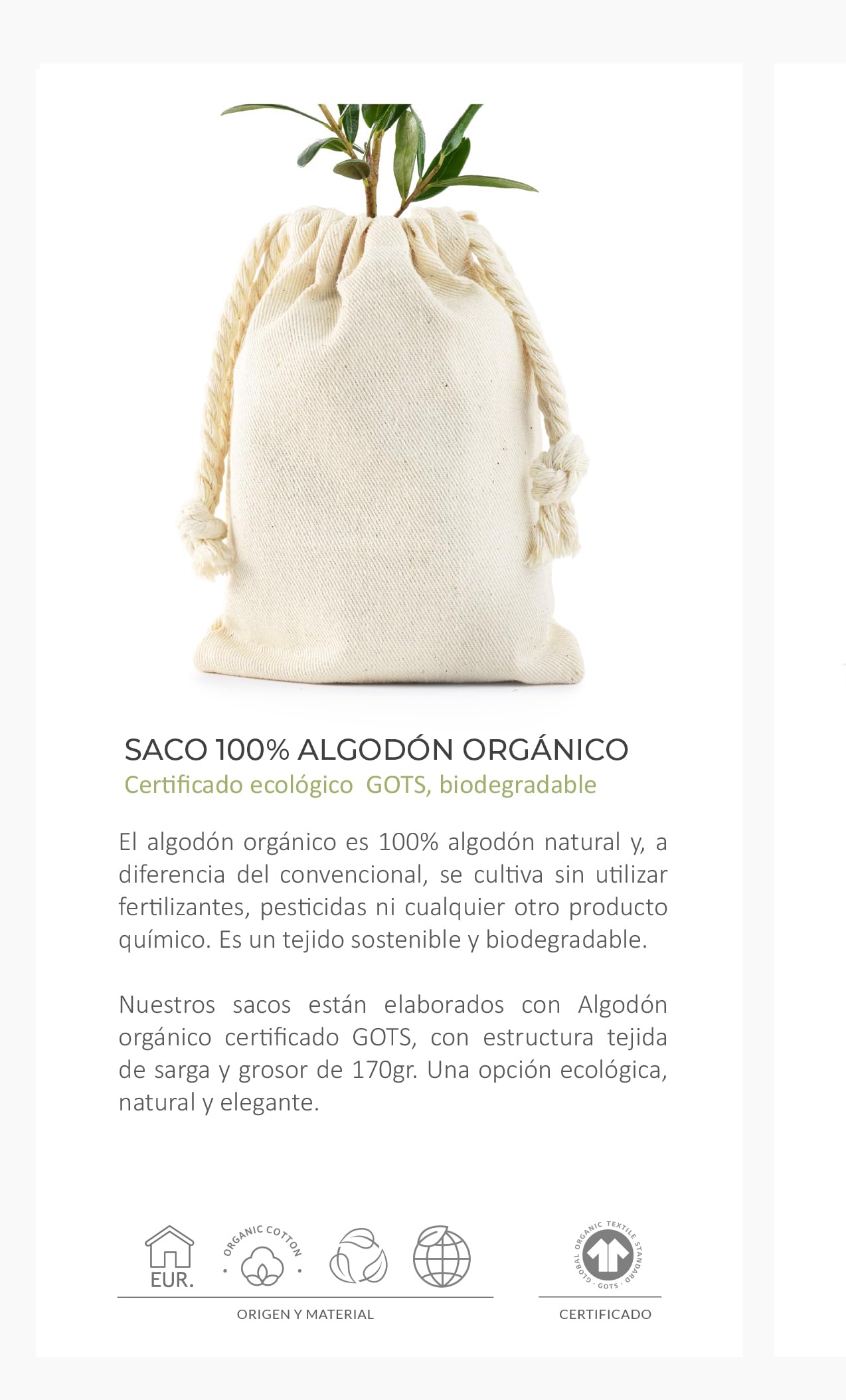 Pack de 12 Olivos Olea Europaea Arbequina en saco de saco de algodón - Árboles pequeños naturales para plantar - Regalos para invitados (Tarjeta stándard)