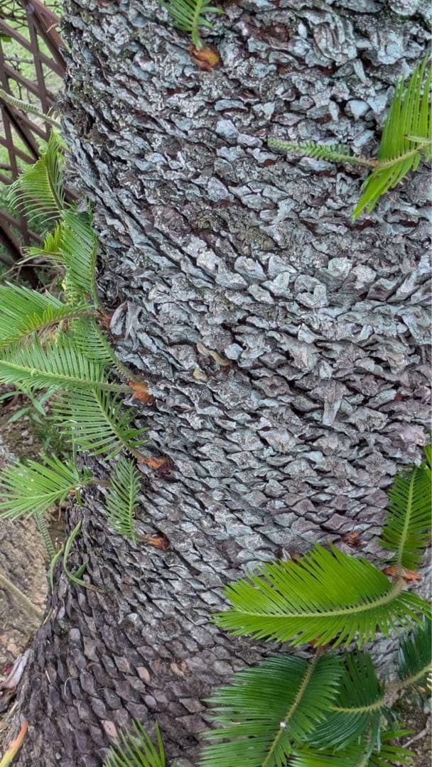 Amazon｜ソテツ 蘇轍 新芽 子株 苗 観葉植物｜観葉植物 オンライン通販