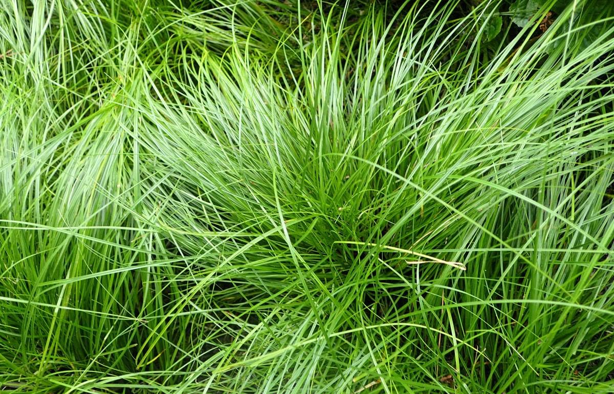 Stauden Gänge 10 x Carex howardii 'Phoenix Green' Grüne aufrechte Segge