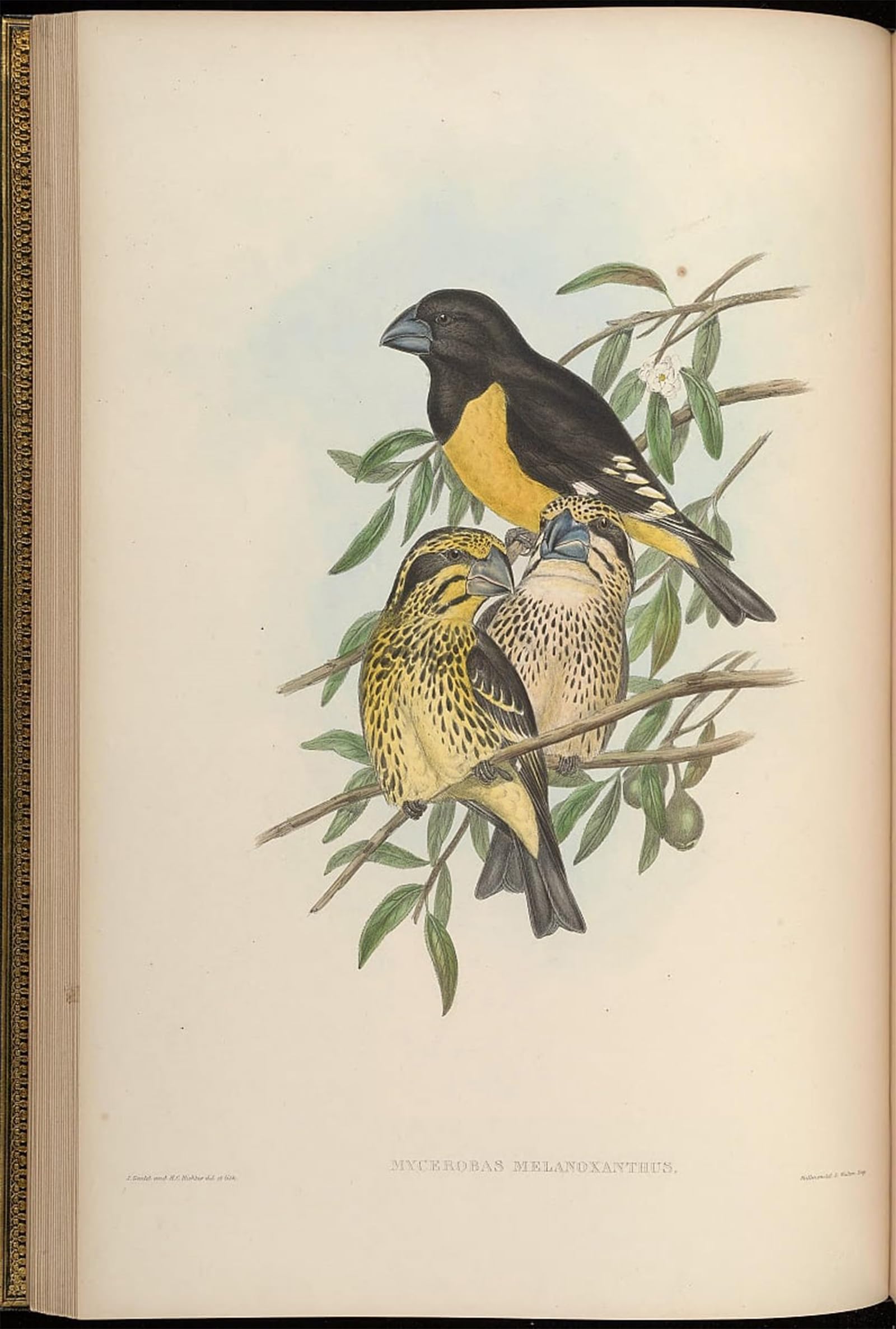 POSTERIIk Vintage Print Pop Art Landscape Artwork Animal Bird Mycerobas Melanozanthos by John Gould Art Prints for Office Home Decor 60x90cm